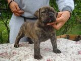 vand pui presa canario