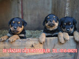 Vand pui rottweiler