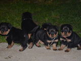 Vand pui Rottweiler