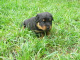 Vand pui rottweiler