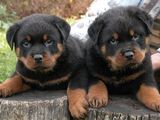 Vand pui Rottweiler