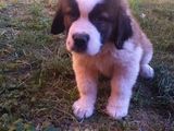 vand pui saint bernard  9 saptamani