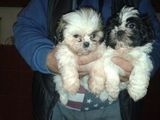 vand pui shih-tzu