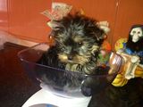 Vand pui yorkshire terrier