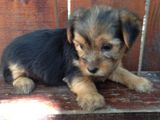 Vand pui Yorkshire Terrier