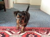 Vand pui Yorkshire Terrier (mascul)