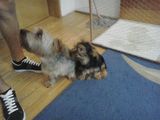 Vand pui Yorkshire Terrier talie medie(nu este toy)