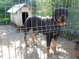 Vand rottweiler