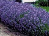 Vand seminte de Lavanda Angustifolia