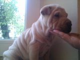 vand shar-pei!