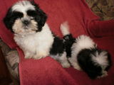 vand shih tzu