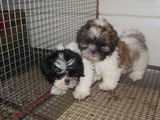 Vand Shih-Tzu !!