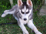 vand Urgent Husky Siberin