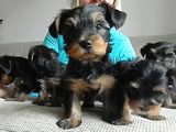 Vand urgent puiuti Yorkshire terrier