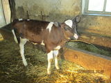 vand vitea,rasa red holstein