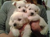 Vand Westie white terrier