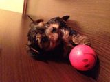 Vand Yorkshire Terrier Mini toy