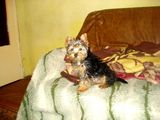 Vand Yorkshire Terrier varsta 3 luni cu toate vaccinurile facute