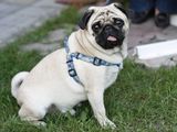 vanzare mops pug , varsta 1 an, sex masculin, foarte iubitor