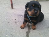 Vind pui rottweiler talie mare