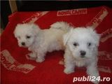 vindem 2 catelusi bichon maldez