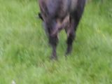vitel albastru belgian,10 luni,300kg