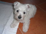 West Highlander White Terrier