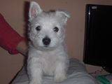 Westie de vanzare