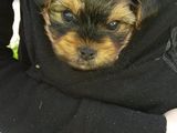 Yorkie Terrier