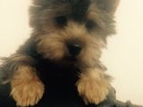 Yorkshire Terrier,5 luni, mascul