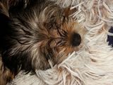 yorkshire terrier toy