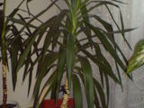 Yucca de interior